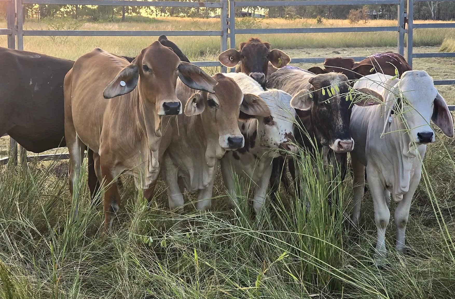 Brahman cattle standing at a fence line on a Central Queensland property